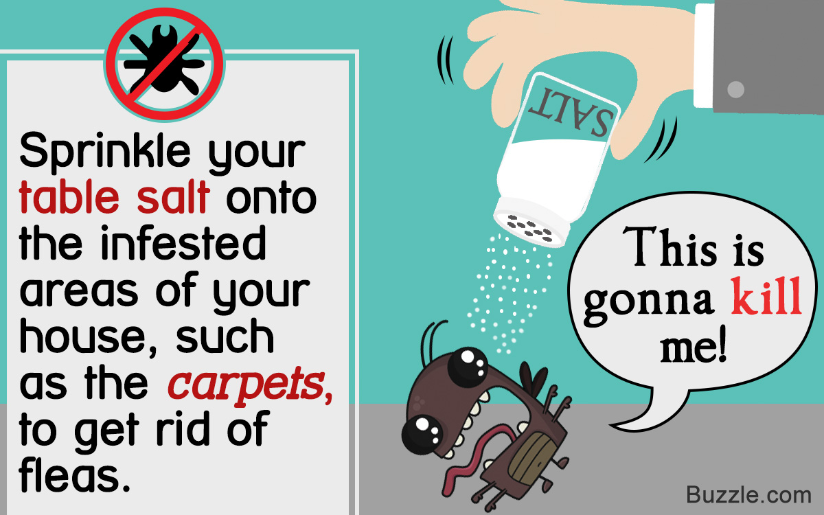 Tips For Using Salt To Kill Fleas