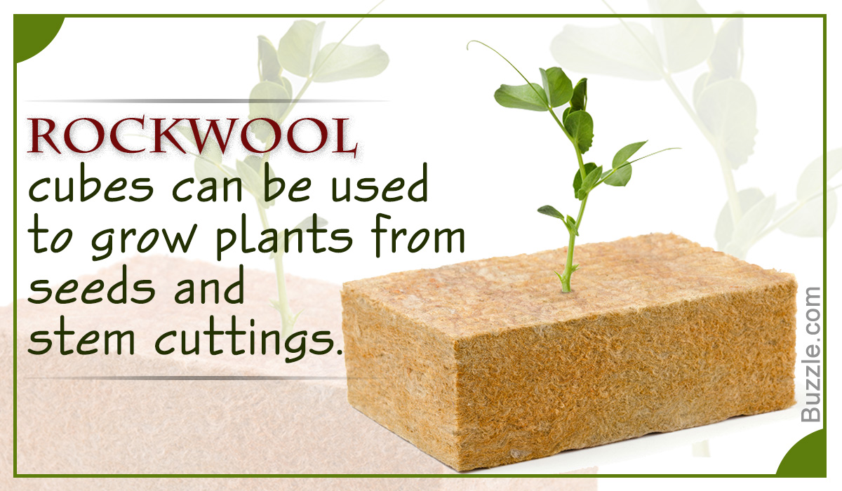 How to Use Rockwool Cubes for Plants