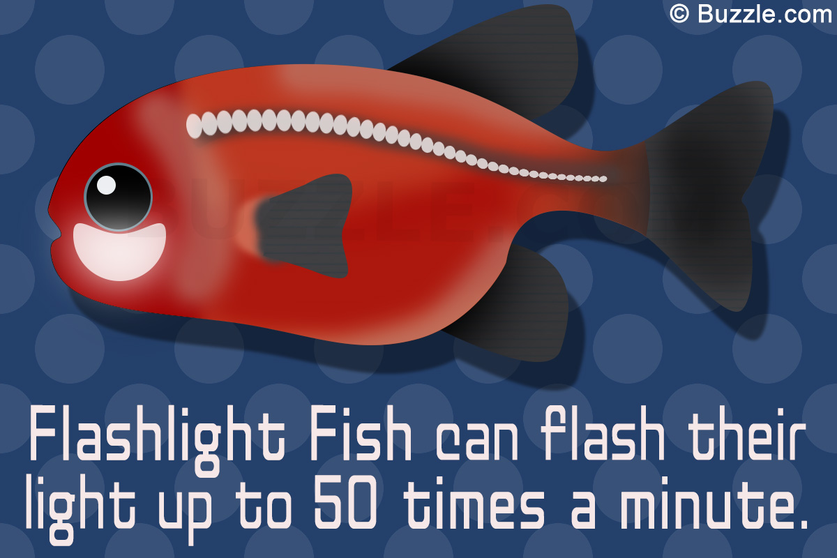 Interesting Facts About Flashlight Fish