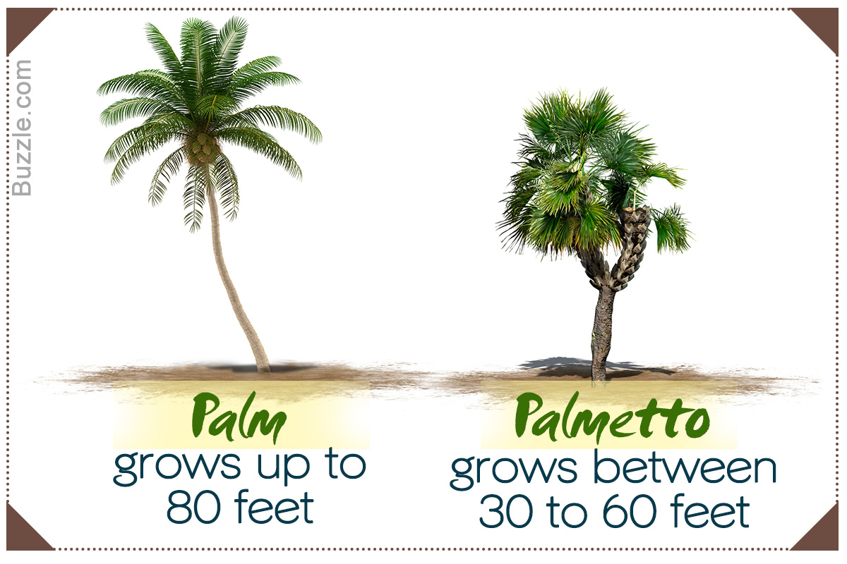 Difference between Palmetto and Palm Trees