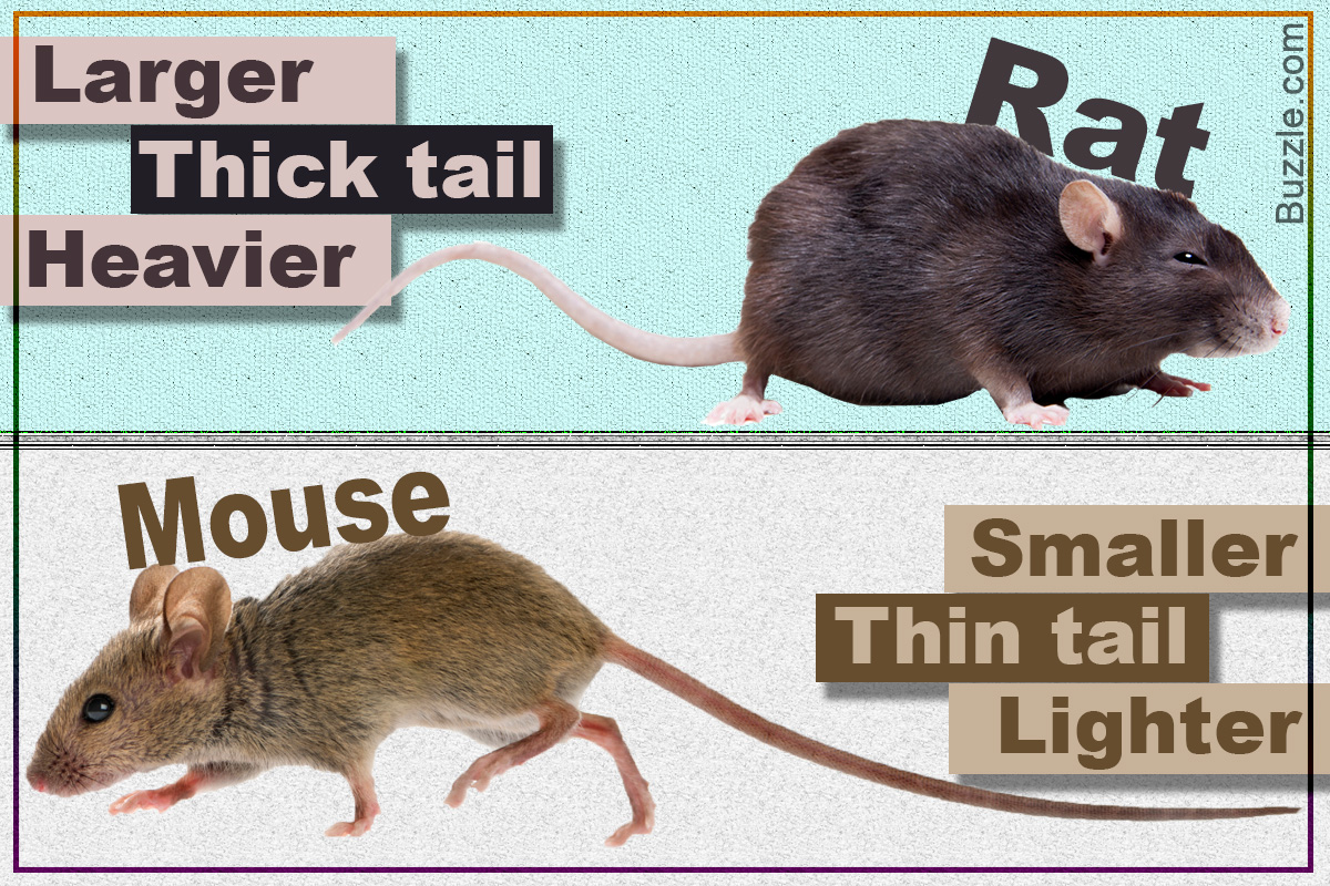How Do You Distinguish Between a Rat and a Mouse?