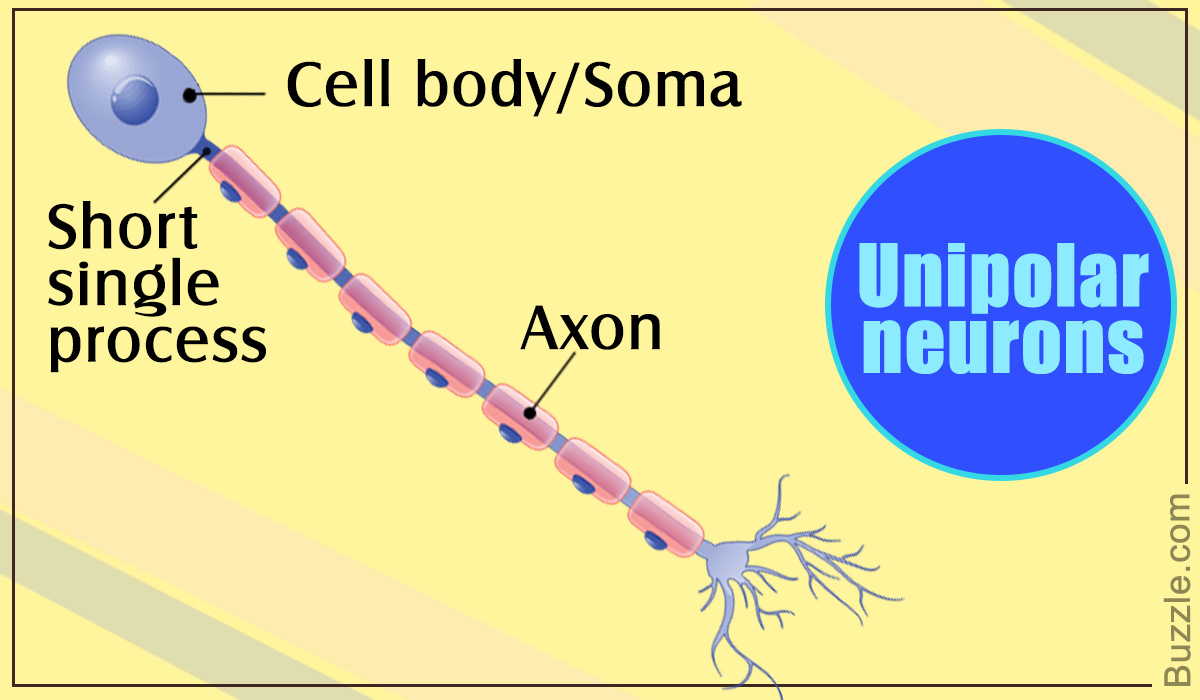 Unipolar Neuron: Location, Structure, and Function