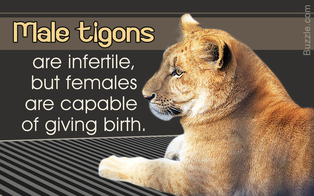 Interesting Facts About Tigons