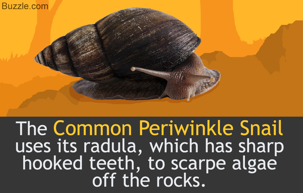 Information About Common Periwinkle Snails