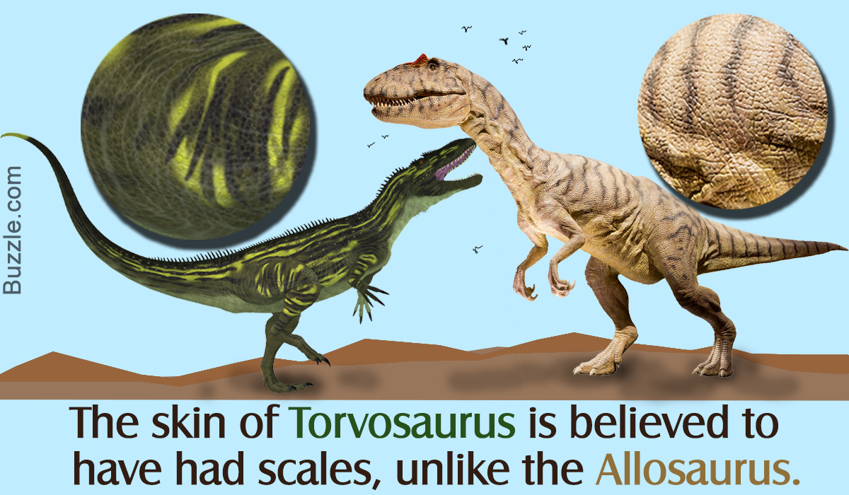 Difference Between Allosaurus and Torvosaurus