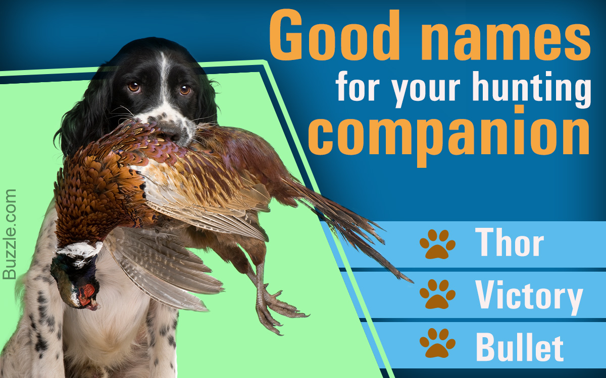 List of 100 Good Names for Your Hunting Dog