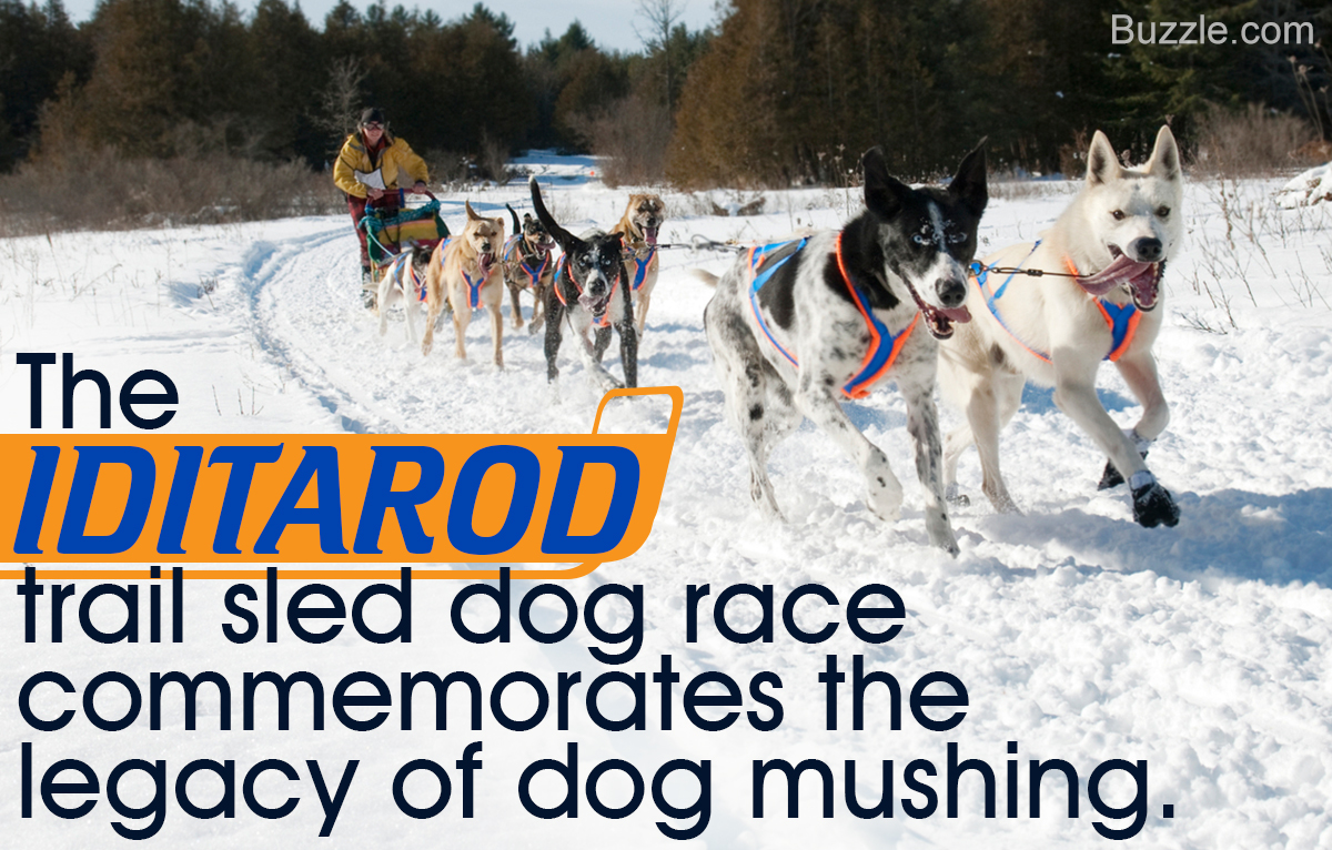 Iditarod Trail Sled Dog Race: History, Facts, and Winners' List