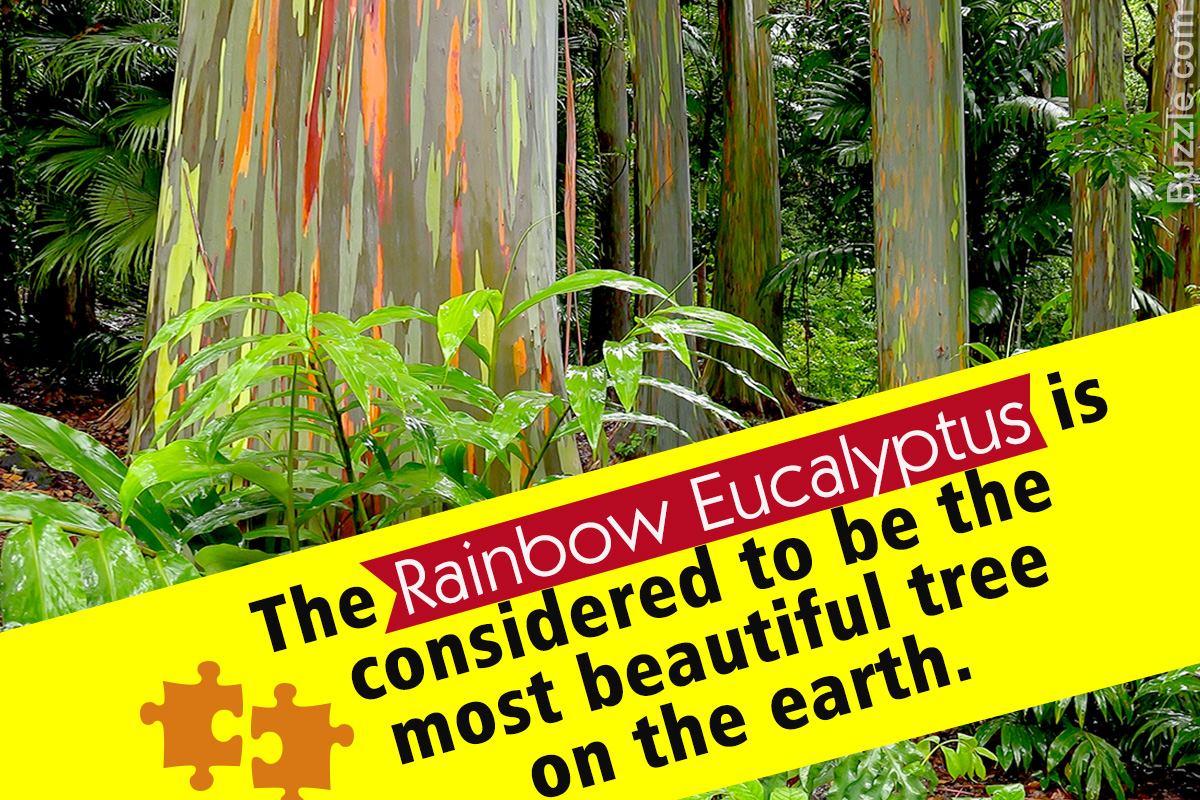 Things You Probably Didn't Know About the Rainbow Eucalyptus