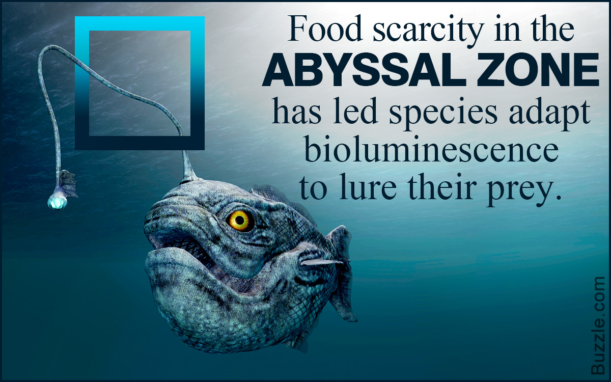 Interesting Facts About the Abyssal Zone