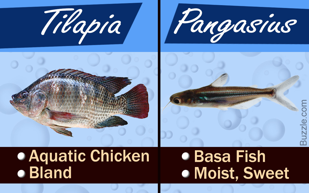 Pangasius Vs. Tilapia - What's the Difference?