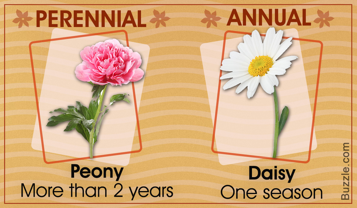 Difference Between Annual and Perennial Plants