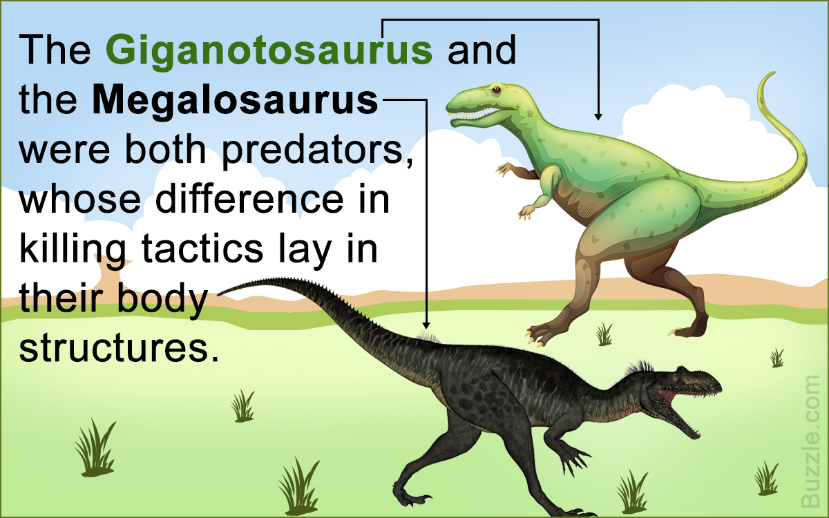 Giganotosaurus Vs. Megalosaurus: Comparing 2 Carnivorous Predators