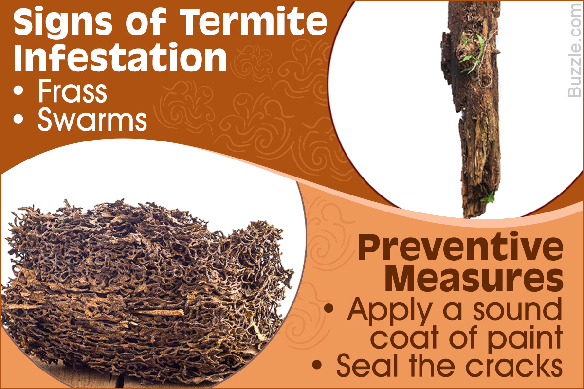 How to Identify and Control Drywood Termites