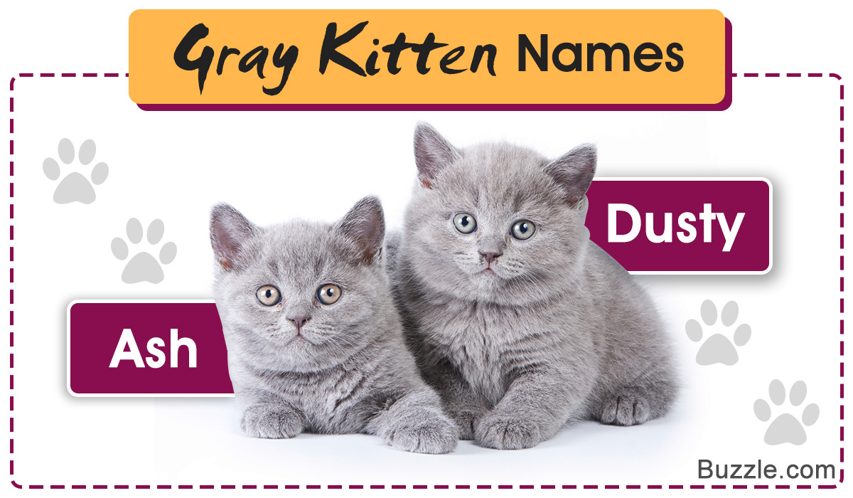 An Enormous List Of 100 Ever So Cute Names For Your Gray Kitten