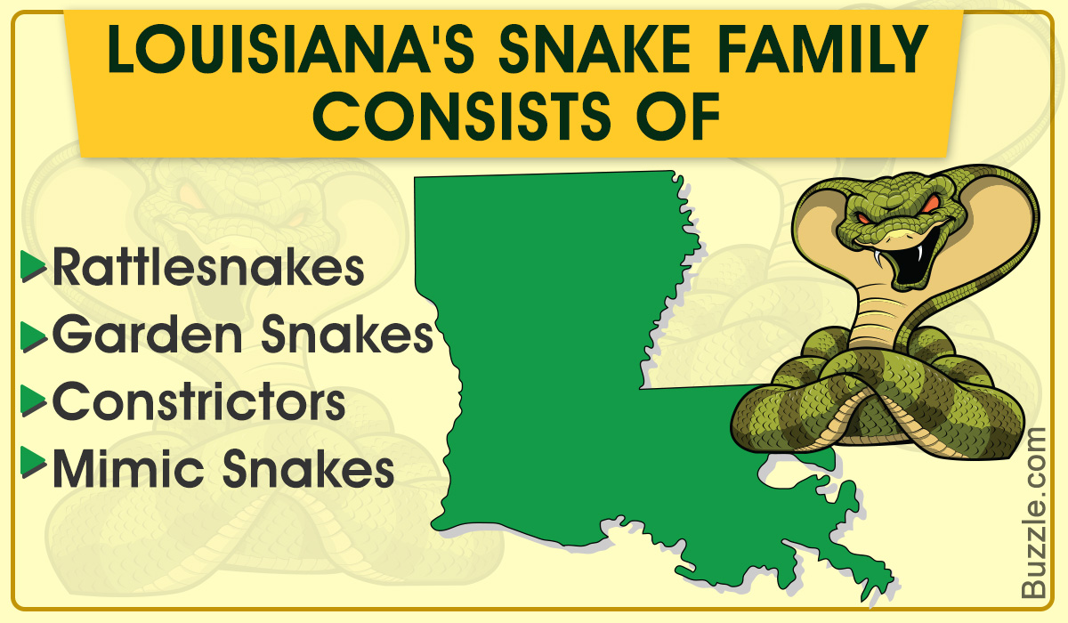 45 Snake Species That are Found in Louisiana