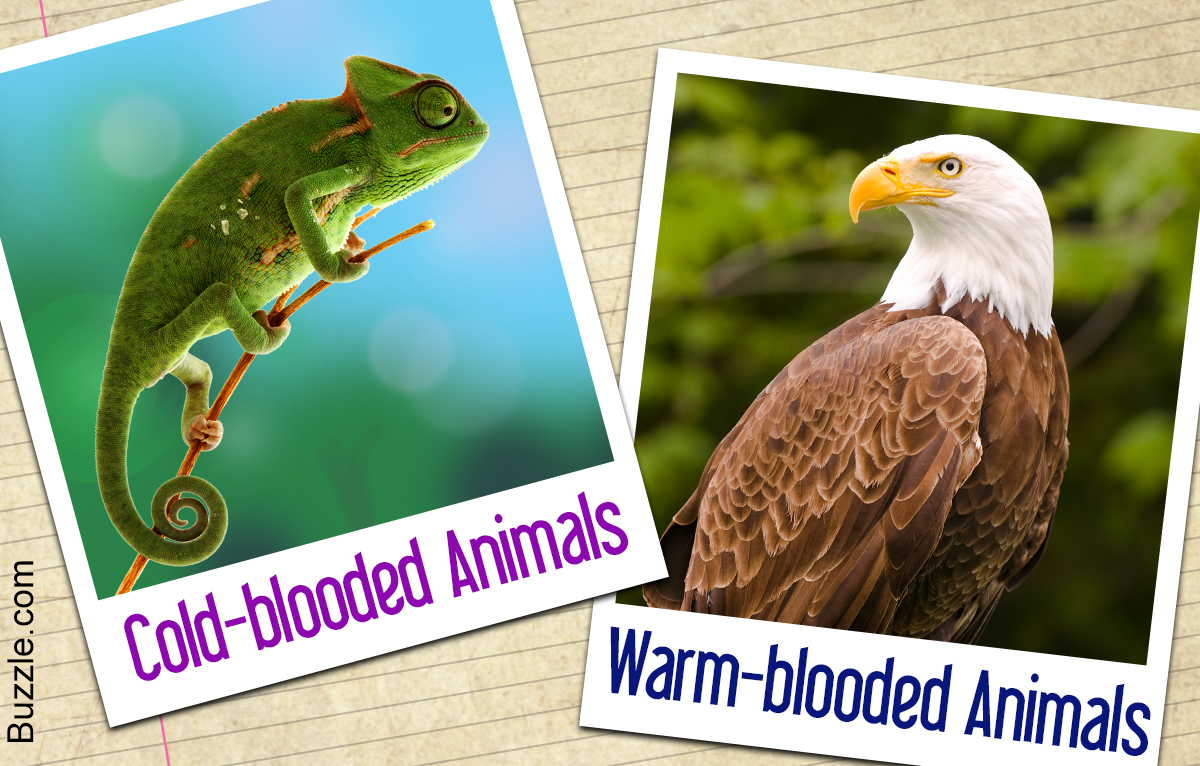An In-depth Comparison of Cold-blooded and Warm-blooded Animals - Animal  Sake