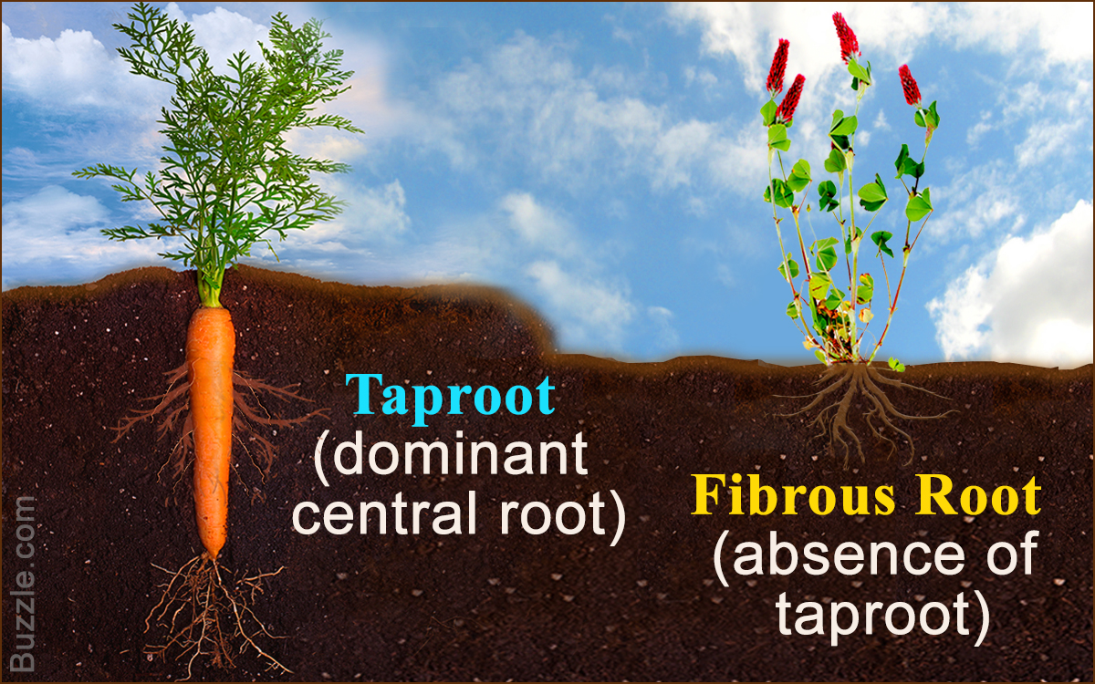 Differences Between Taproot and Fibrous Root System