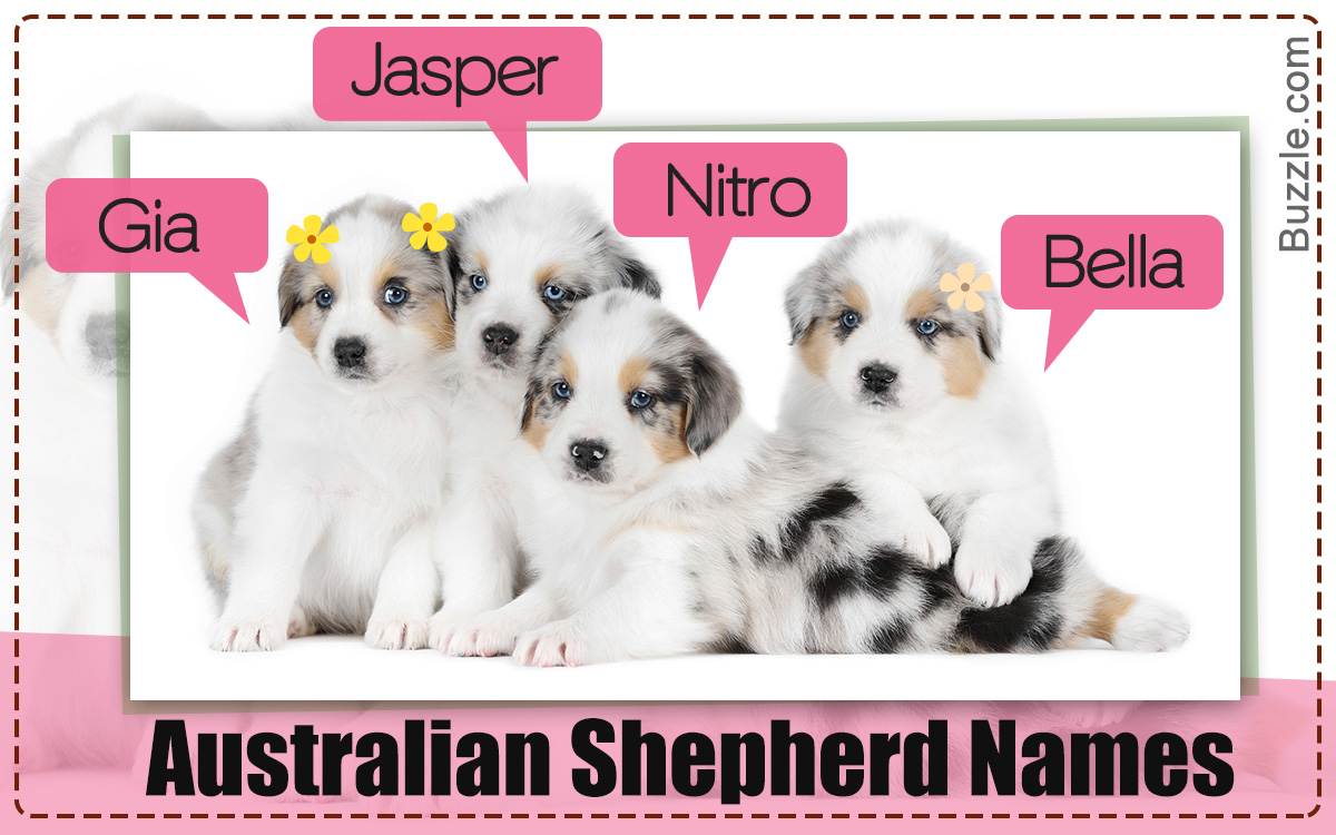 200 Cute Names for your Australian Shepherd Puppy