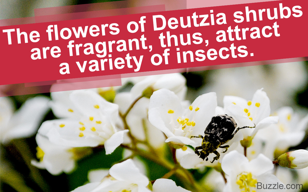10 Species of Deutzia Flowering Shrubs to Grow in Your Garden