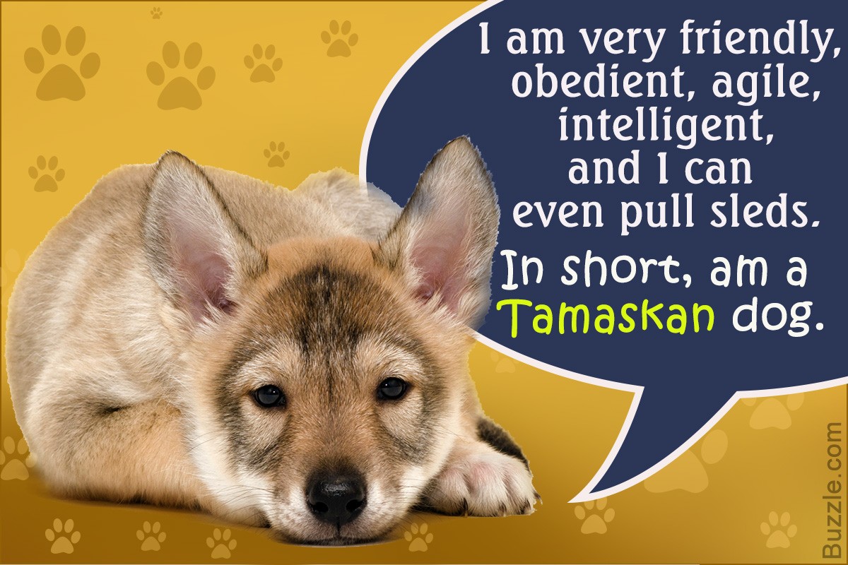 Personality Traits of a Tamaskan Dog