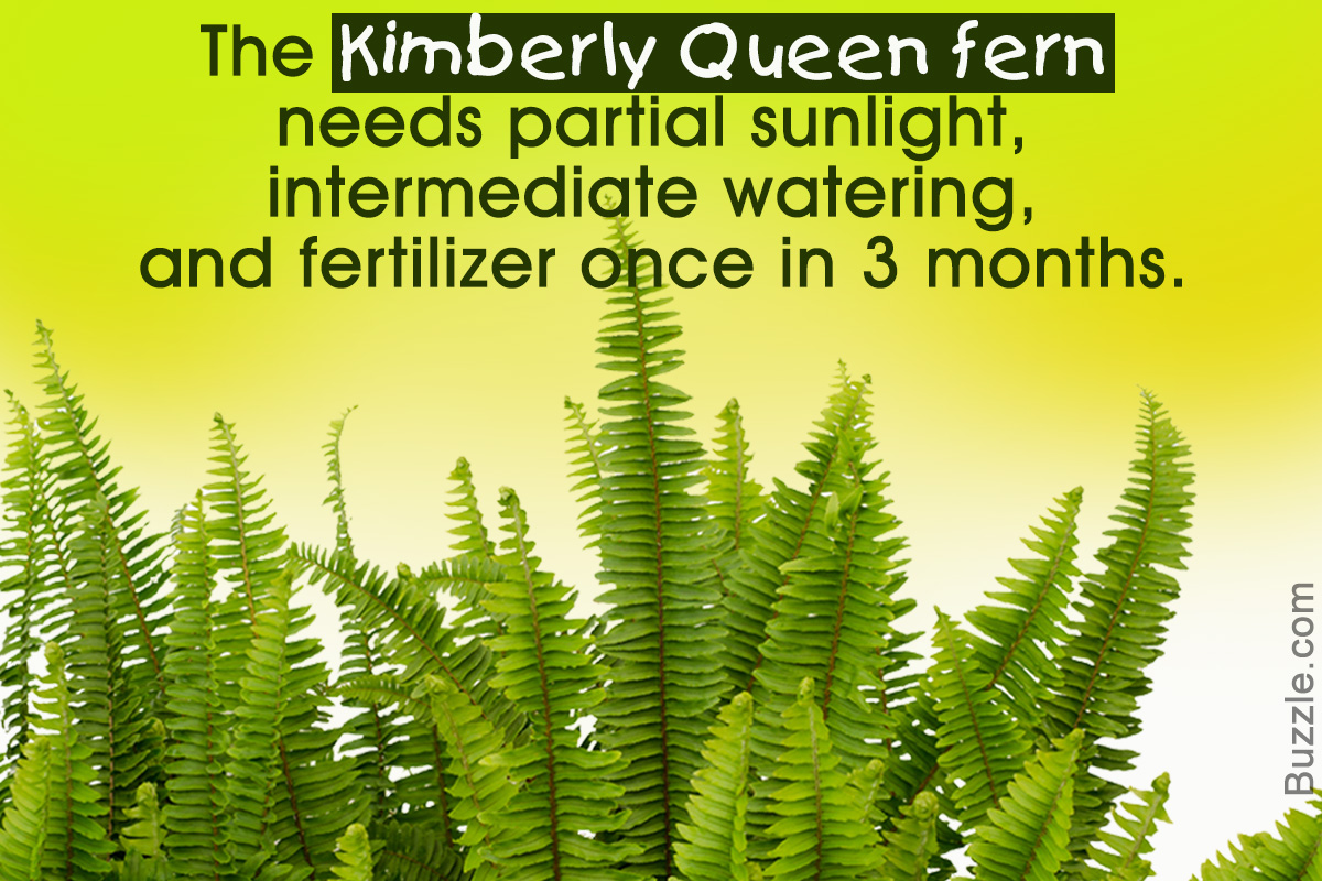 Tips to Take Care of Kimberly Queen Ferns