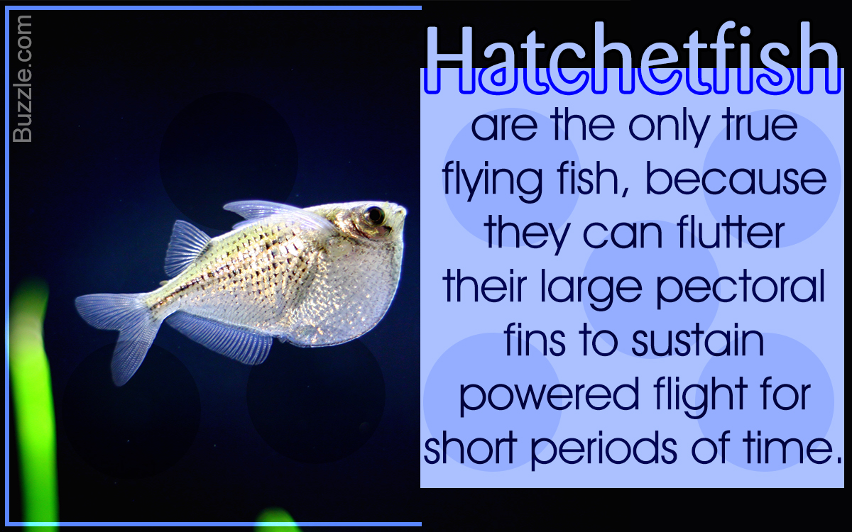 Interesting Facts About Hatchetfish