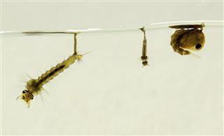 Mosquito larvae and pupa