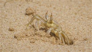 Crab on the coast of Sri Lanka