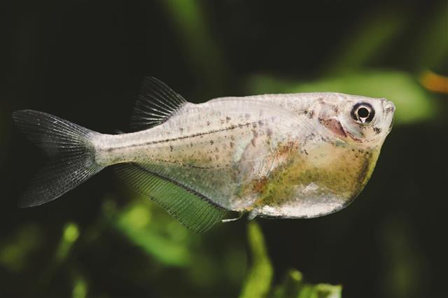 Common hatchetfish