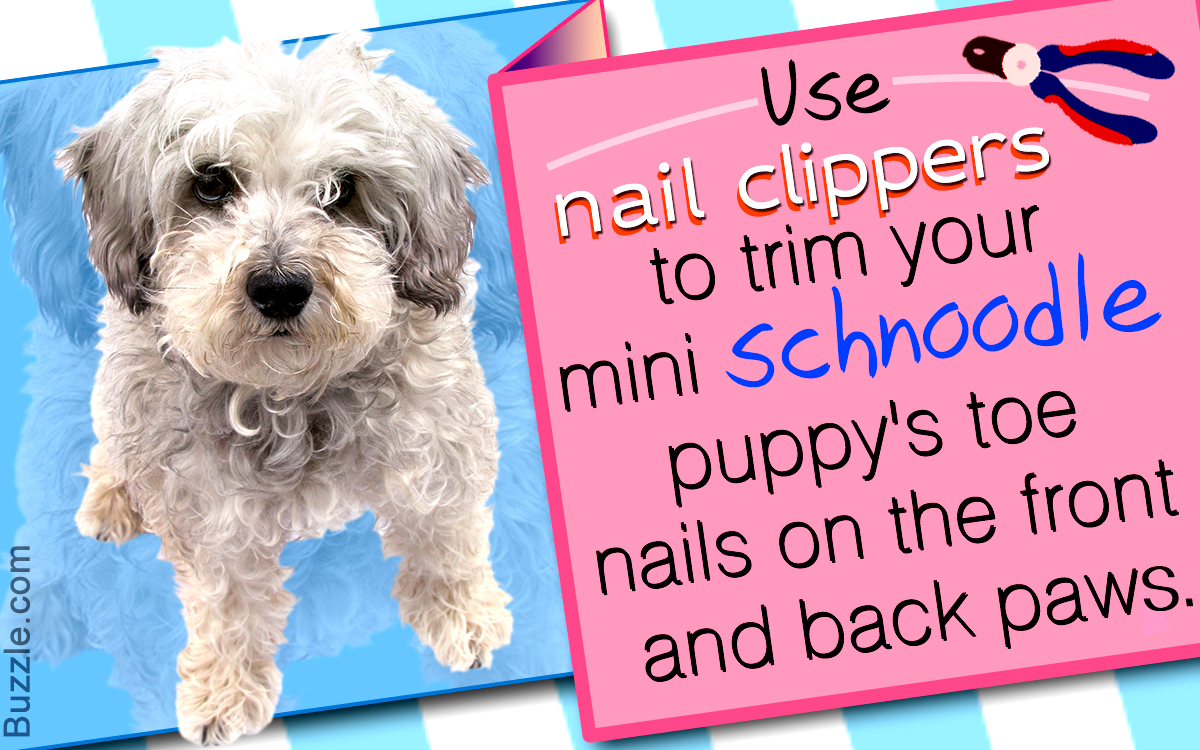 Useful Grooming Tips for a Schnoodle