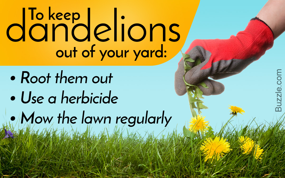 How to Get Rid of Dandelions in Your Lawn