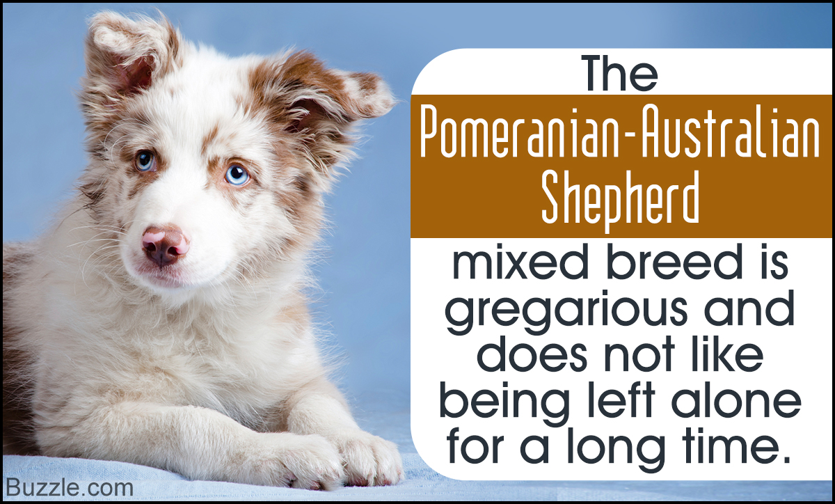 Pomeranian-Australian Shepherd Mix Information