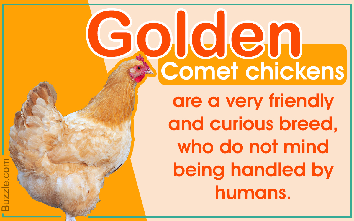 Information About the Golden Comet Chicken Breed