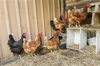 Chickens nesting boxes