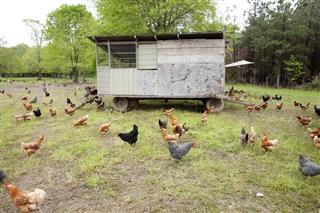 black, brown, and white chickens walking around a chicken coop