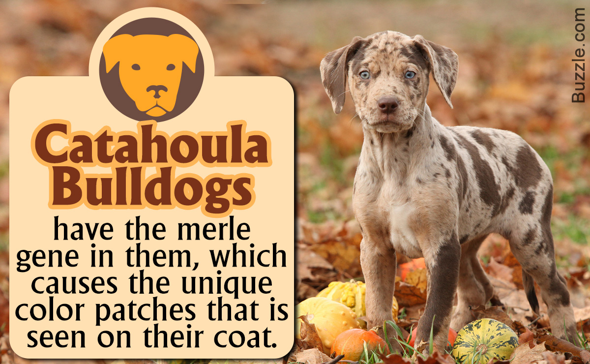 Characteristics of the Catahoula Cur-American Bulldog Mix