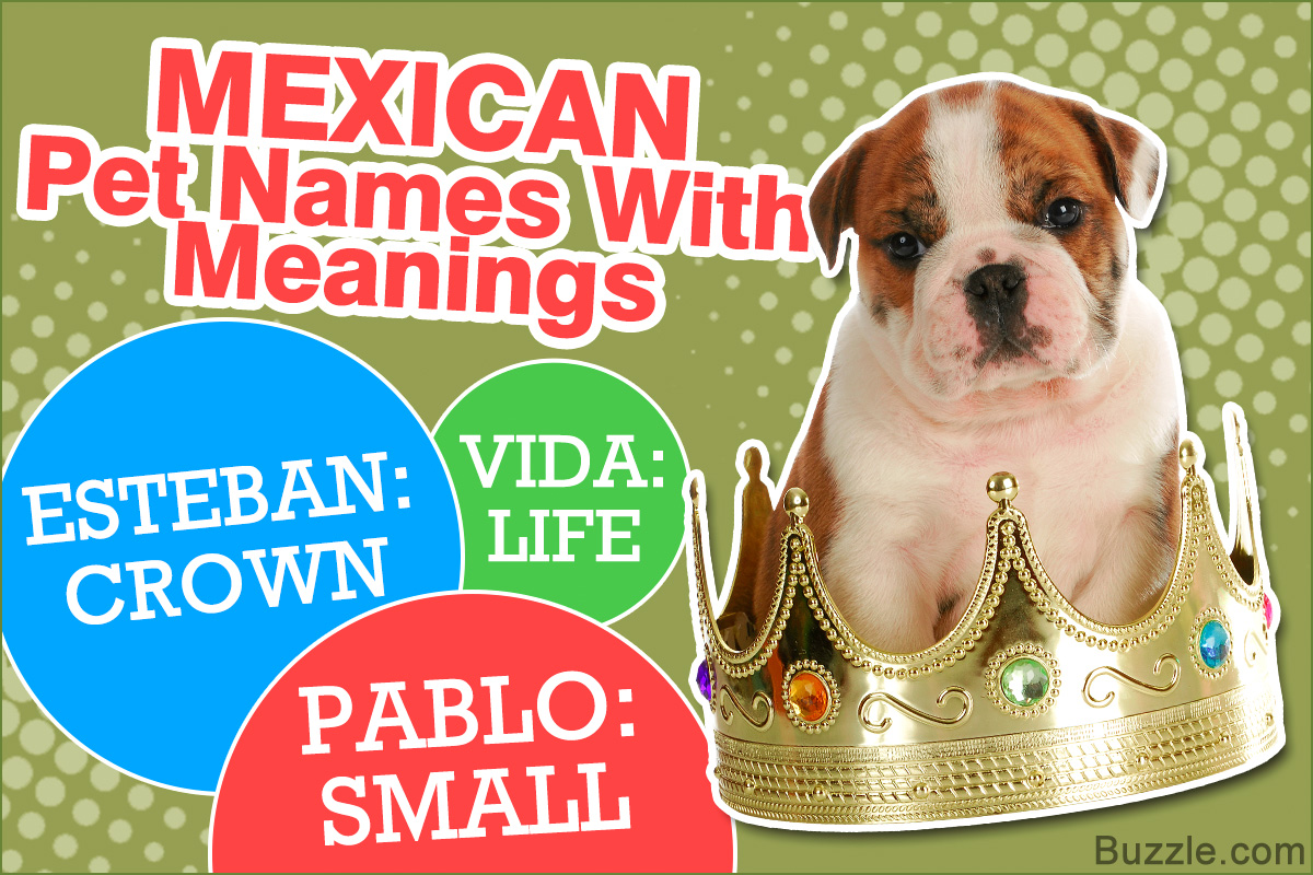 100 Cute Mexican Names for Your Puppy