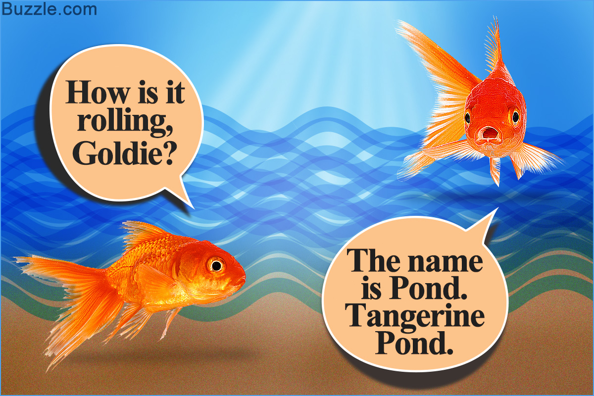 Cute and Funny Names for Your Pet Fish
