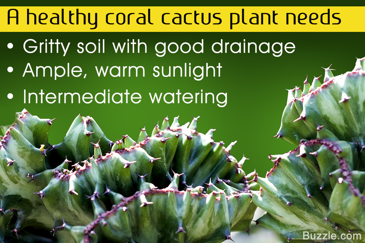 Tips to Grow and Care for a Coral Cactus Plant