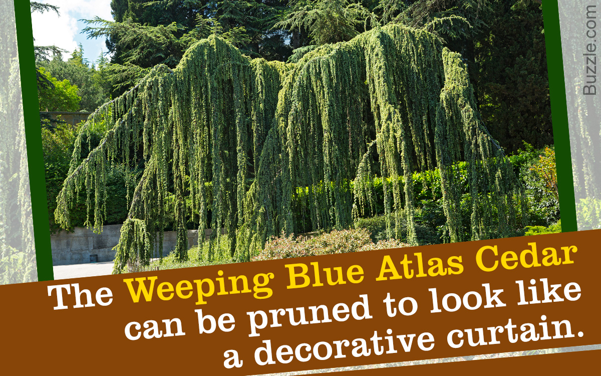 How to Take Care of a Weeping Blue Atlas Cedar Tree