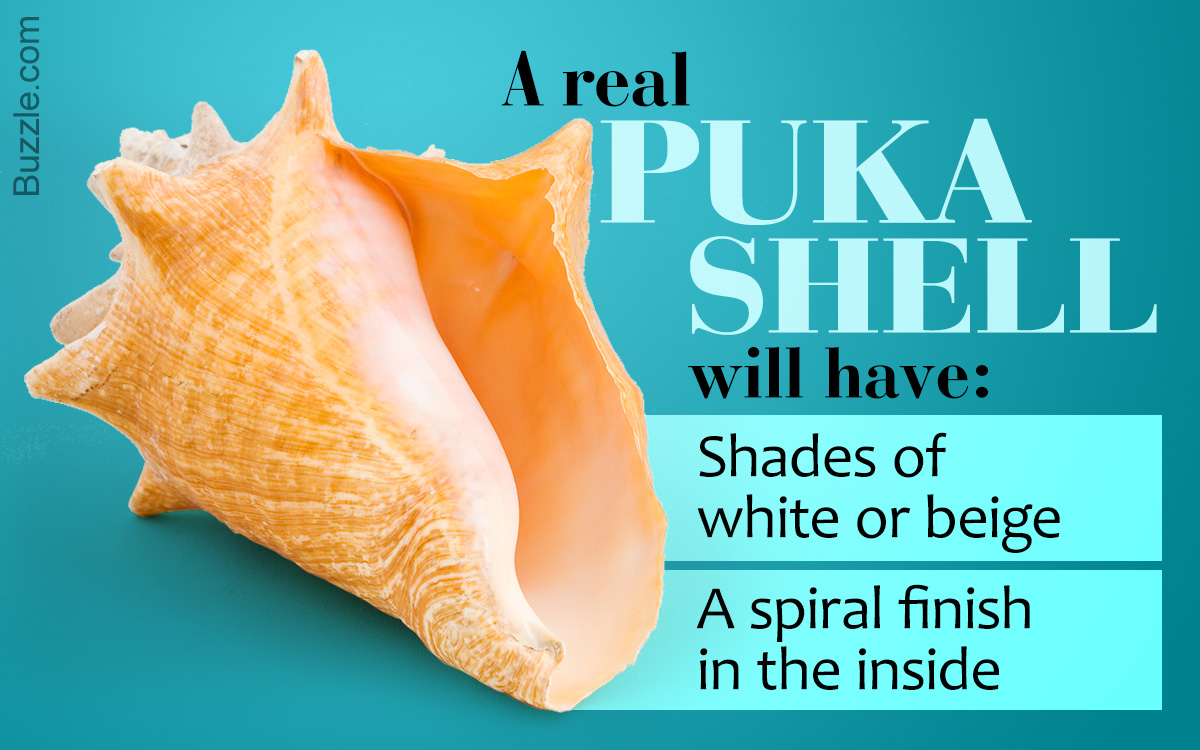 Information About Puka Shells