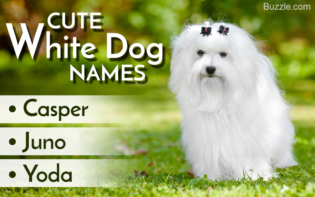Cute Names for Your White Dog