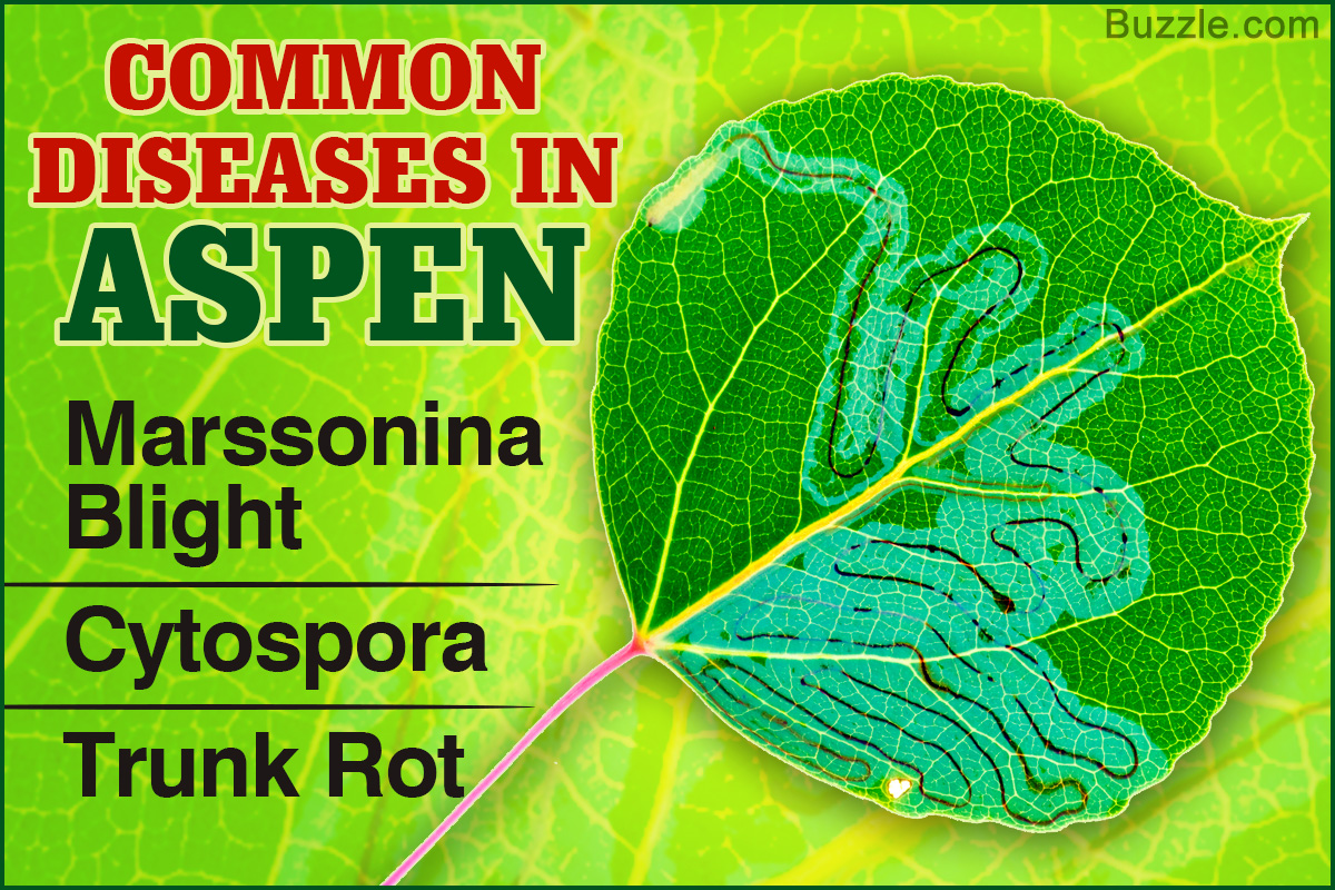 10 Common Diseases in Aspen Trees and How to Treat Them