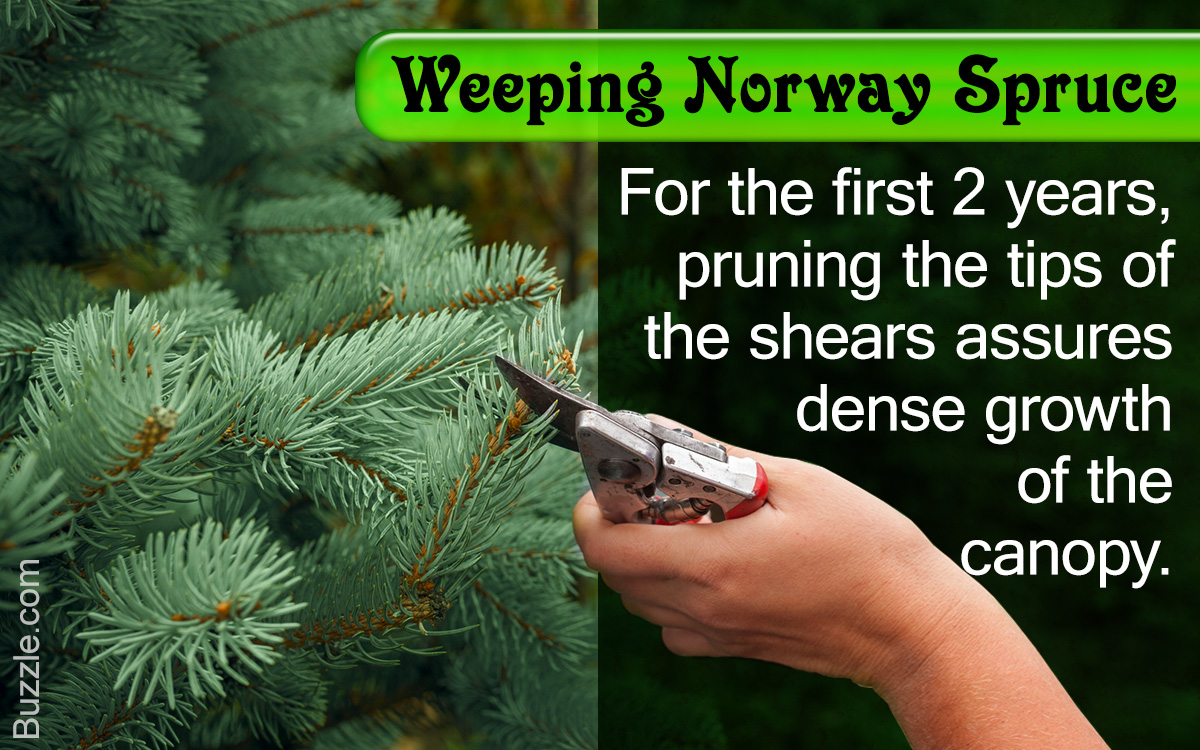 How to Prune and Care for a Weeping Norway Spruce