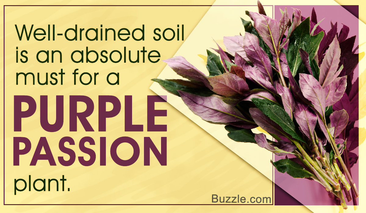 How to Take Care of a Purple Passion Plant