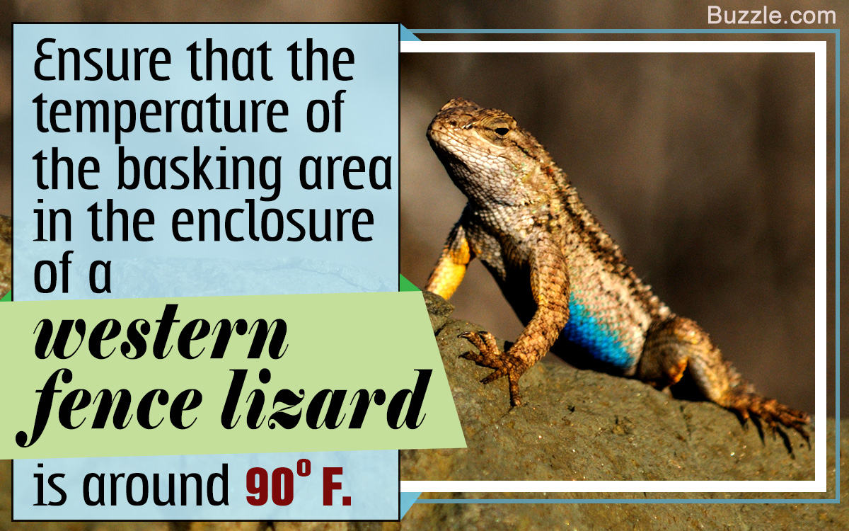 Western Fence Lizard as Pet: Information and Care Tips