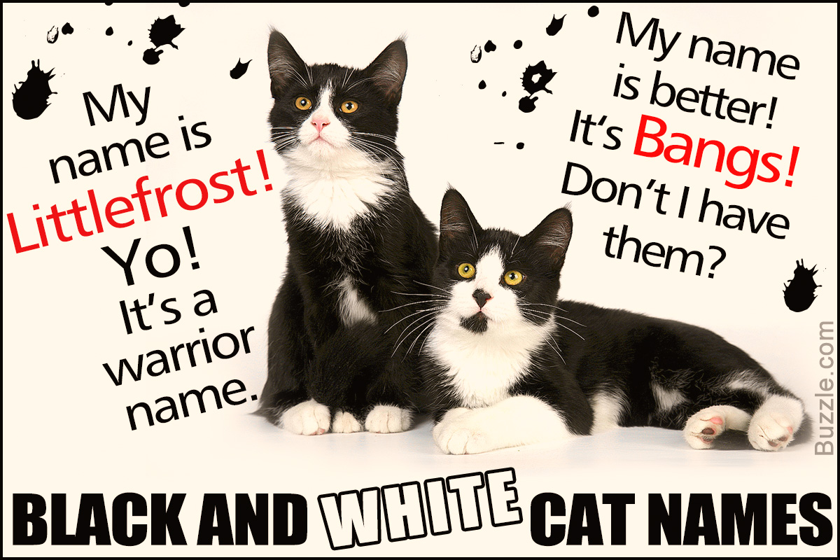 74 purrfectly creative name ideas for your black and white cat