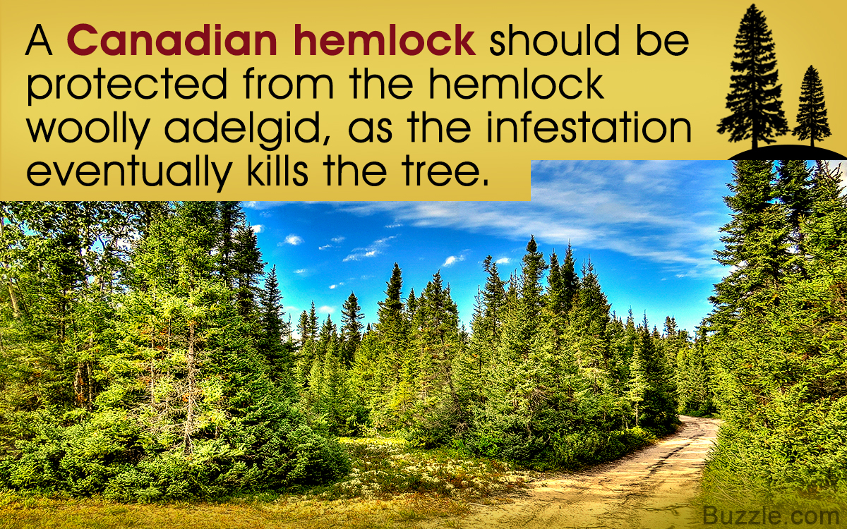 How to Grow and Care for Canadian Hemlock Trees