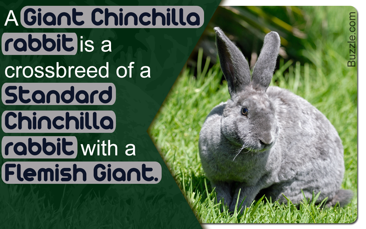 Chinchilla Rabbit: A Crossbreed Bunny