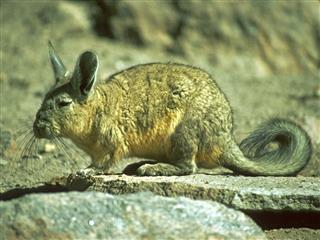 Chinchilla grey rabbit